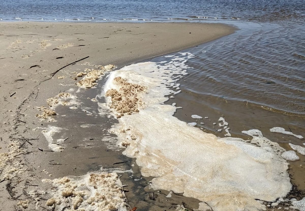 Espuma marina en la costa de Carolina del Norte con presencia elevada de químicos permanentes PFAS