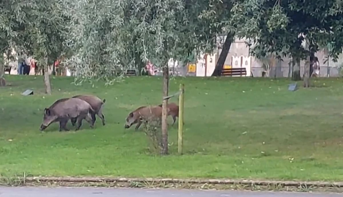 Jabalíes caminando en un parque urbano con césped y árboles en la ciudad