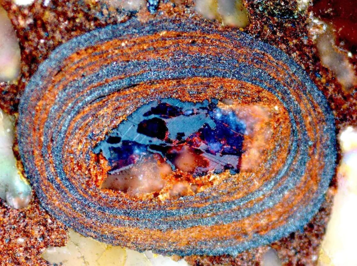 Sección transversal de una piedra de óxido de hierro en forma de huevo que preserva carbono orgánico marino fósil