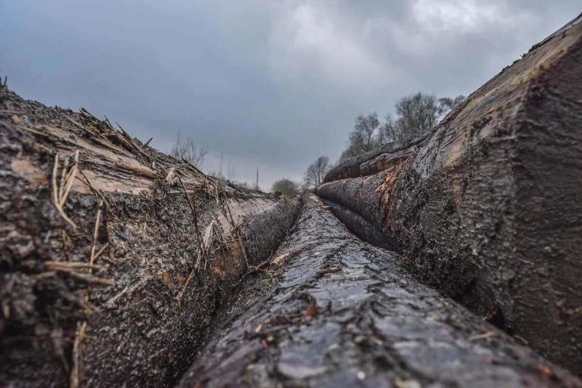 Troncos de árboles talados apilados bajo un cielo nublado