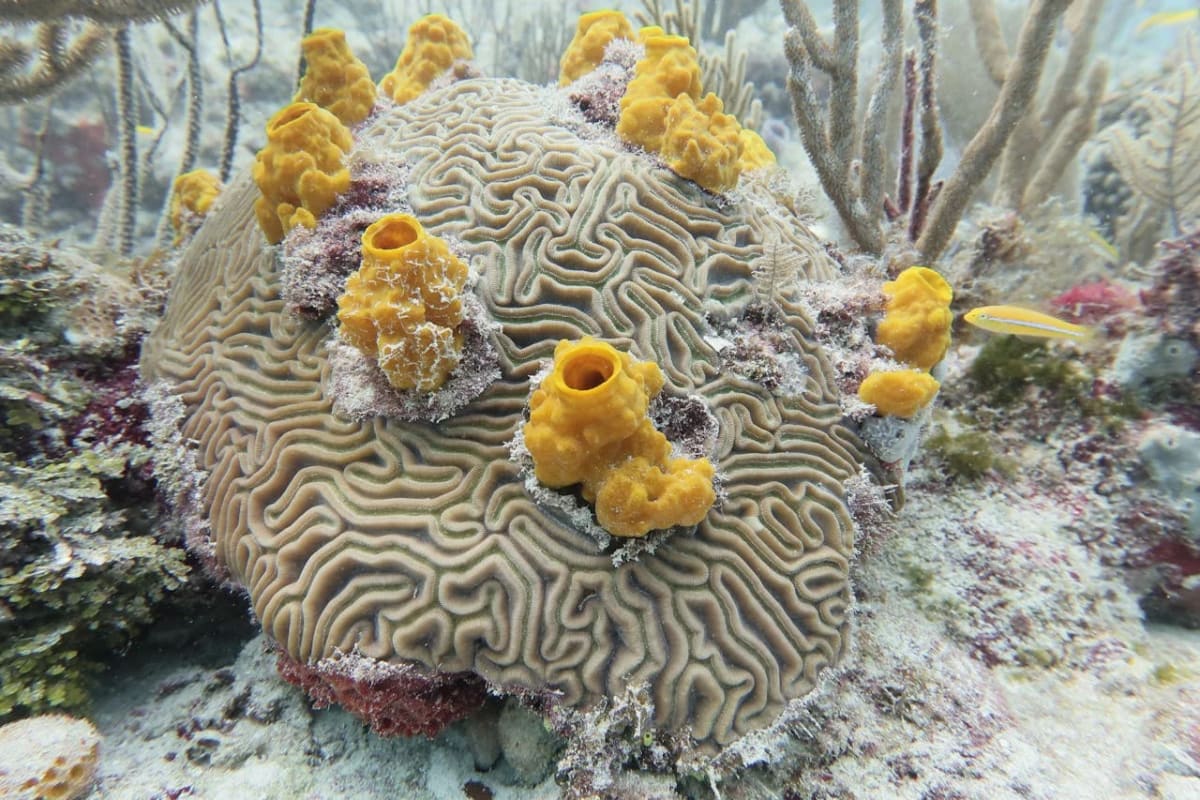 Coral cerebro marino con esponjas amarillas creciendo en su superficie