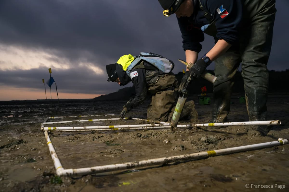 Dos personas trabajando en la restauración de praderas marinas en la Isla de Wight