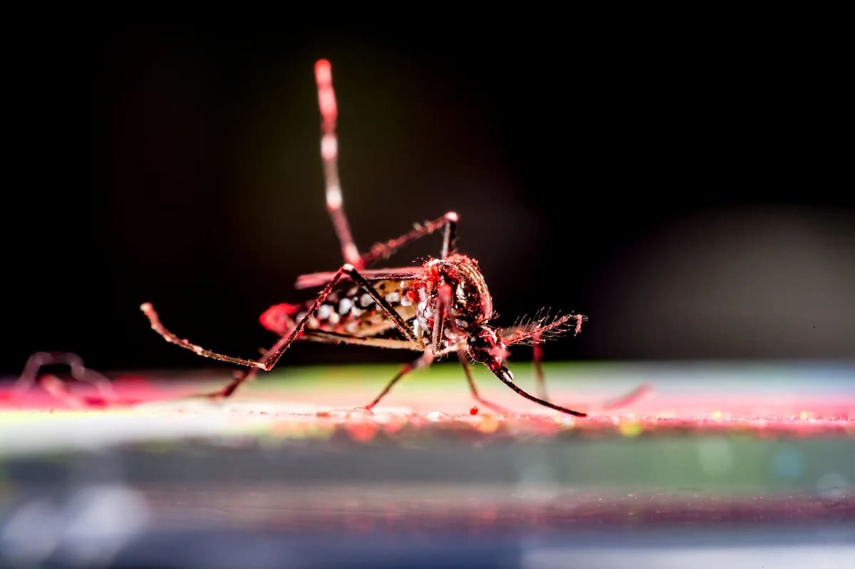 Mosquito Aedes aegypti marcado con polvo rojo en una prueba de laboratorio