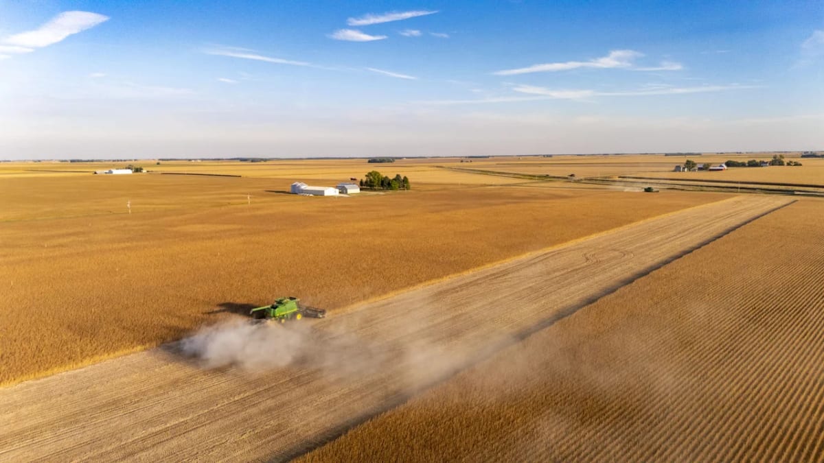 Vista aérea de extensos campos de maíz y soja organizados en hileras regulares bajo el sol del medio oeste estadounidense