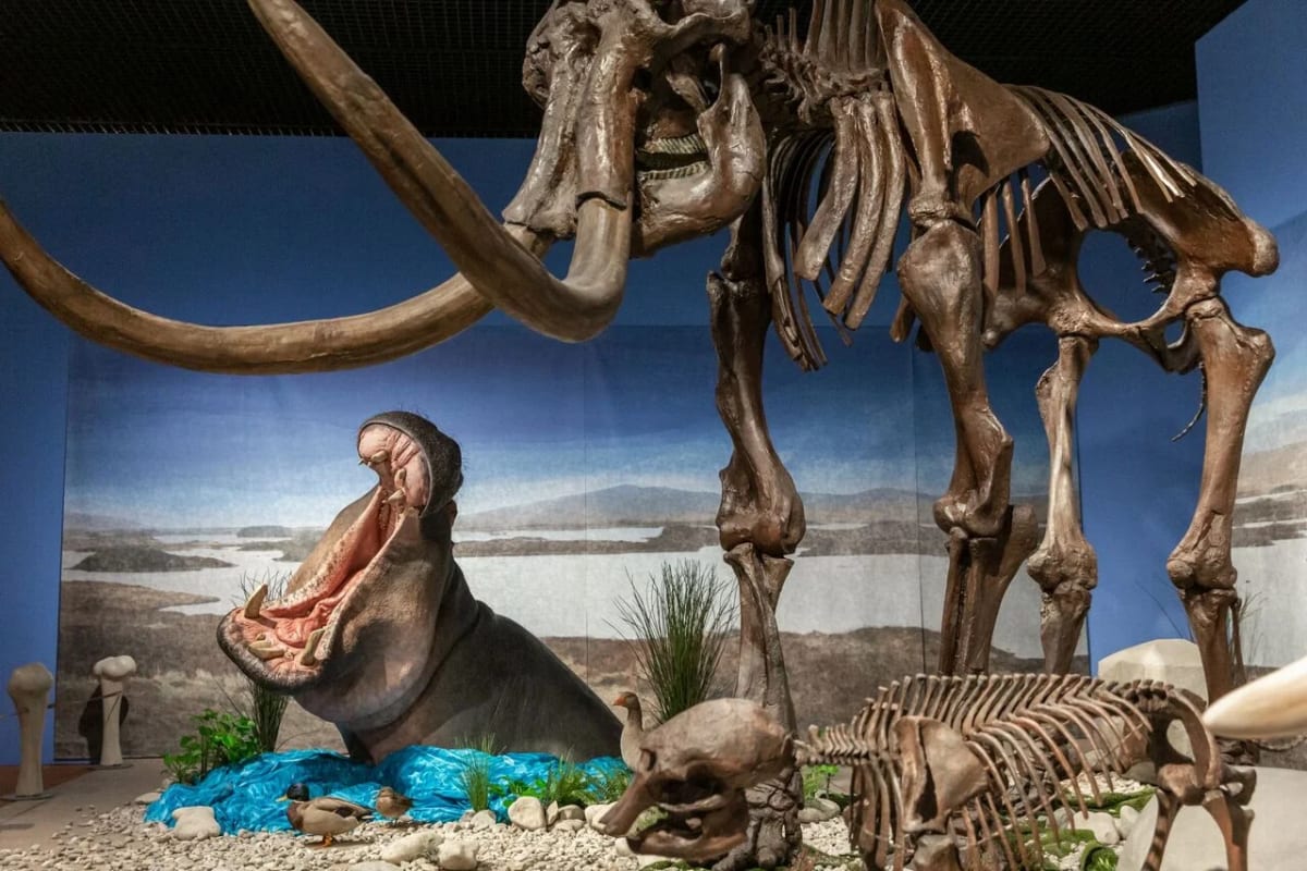 Escena de museo con un hipopótamo reconstruido y un esqueleto de mamut