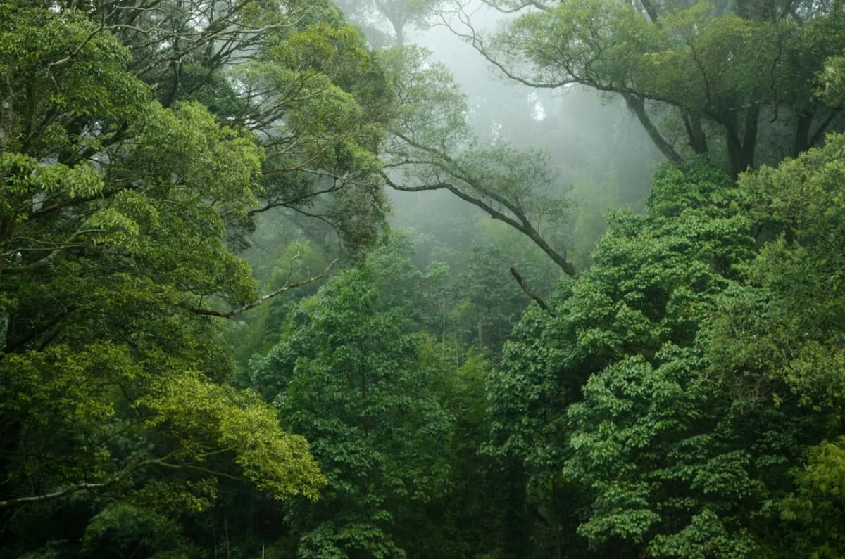 Densa selva amazónica cubierta por una ligera niebla que envuelve los árboles y la vegetación tropical