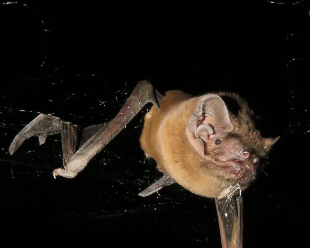 Murciélago nóctulo mayor con sangre y plumas alrededor de la boca