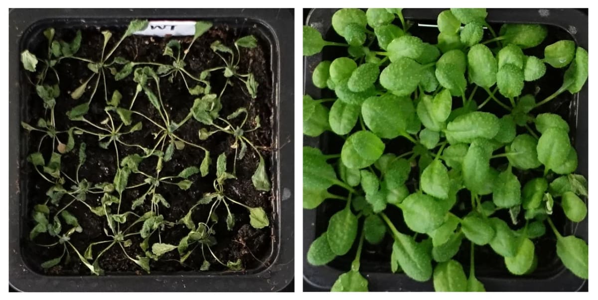 Dos ejemplares de Arabidopsis comparados tras un experimento de sequía en laboratorio