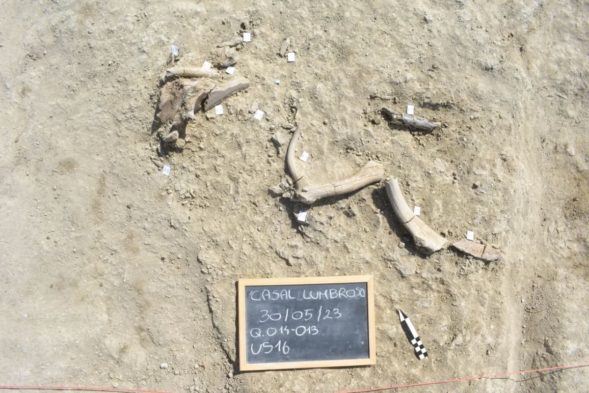 Excavación arqueológica en el yacimiento de Casal Lumbroso, en el centro de Italia