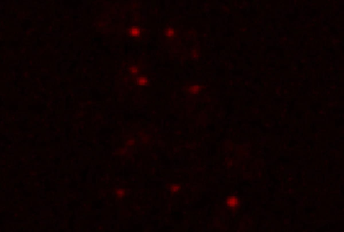 Condensados de ribonucleoproteína en células sometidas a condiciones similares a Marte