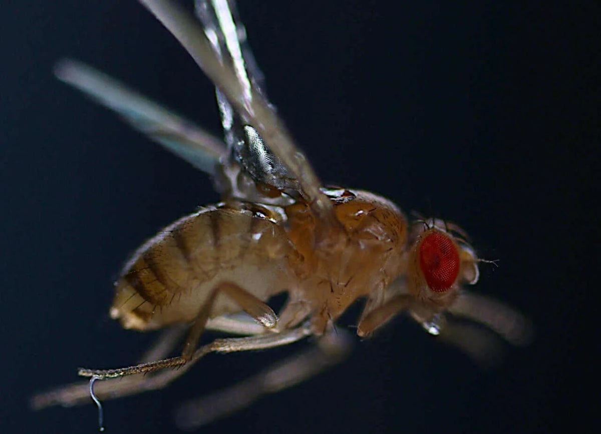 Nematodo adherido a la pata de una mosca de la fruta tras un salto experimental