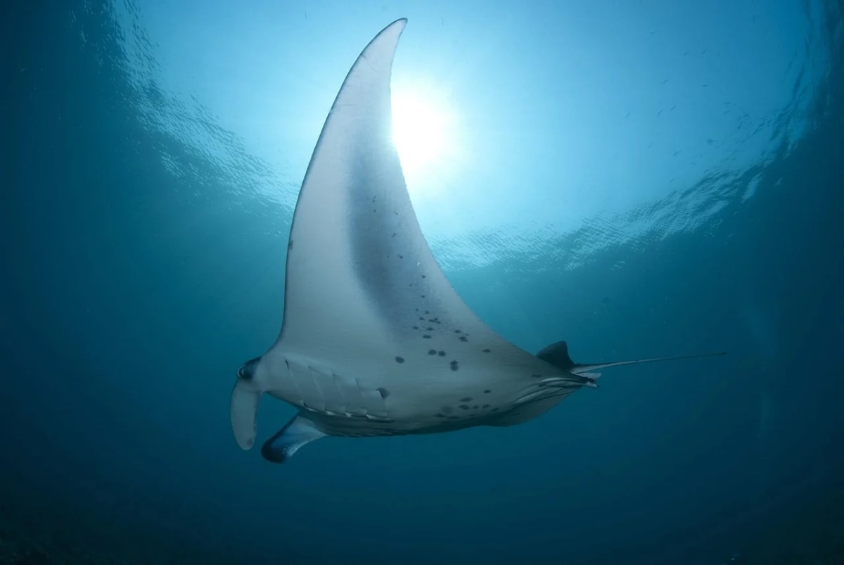Mantarraya oceánica nadando en aguas profundas iluminadas por el sol