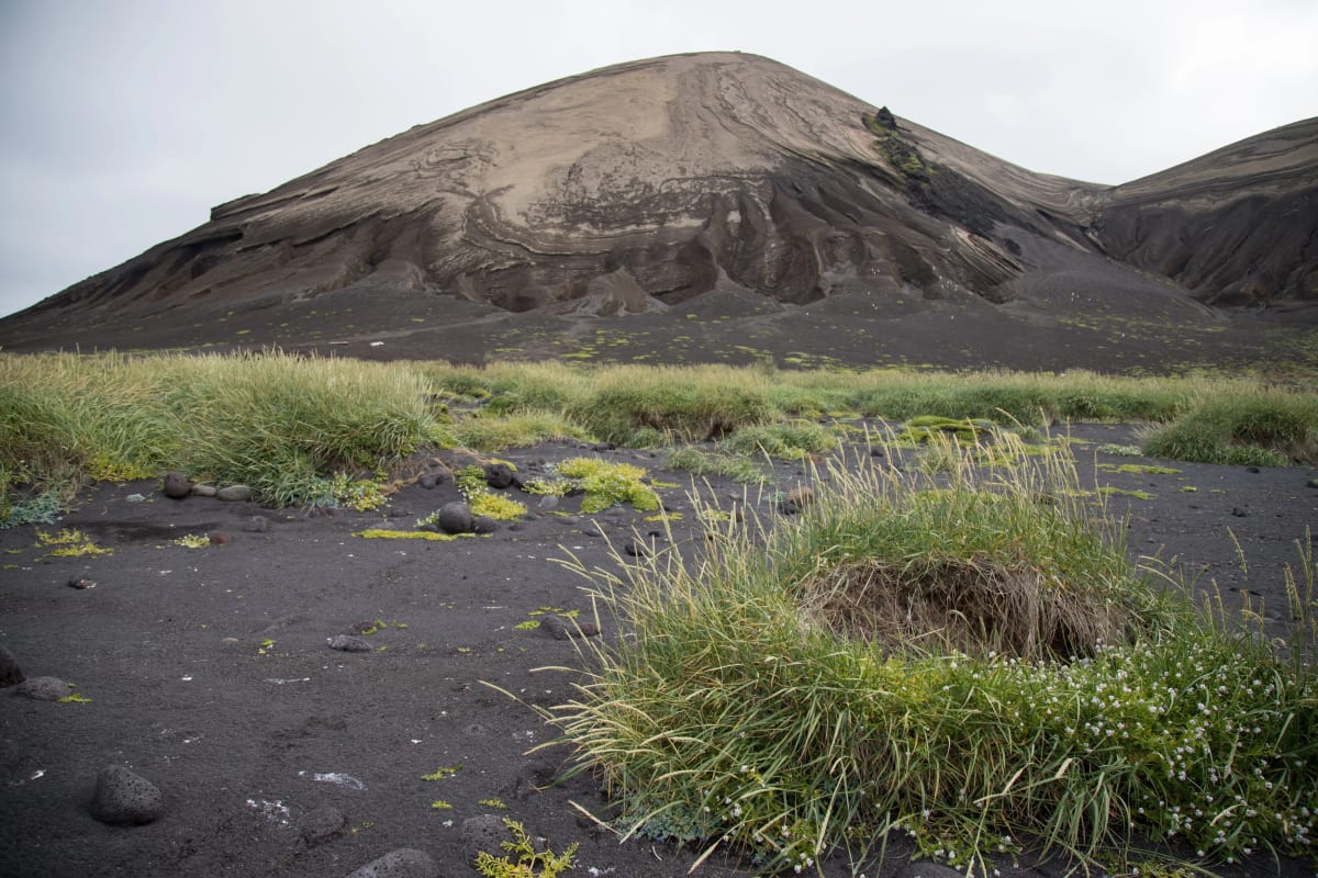 Vegetación creciendo sobre tefra volcánica en la isla de Surtsey