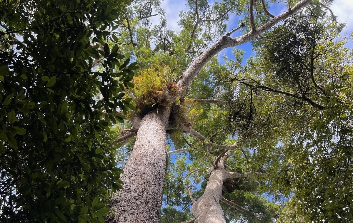 Troncos de árboles altos en una selva tropical australiana bajo un cielo azul