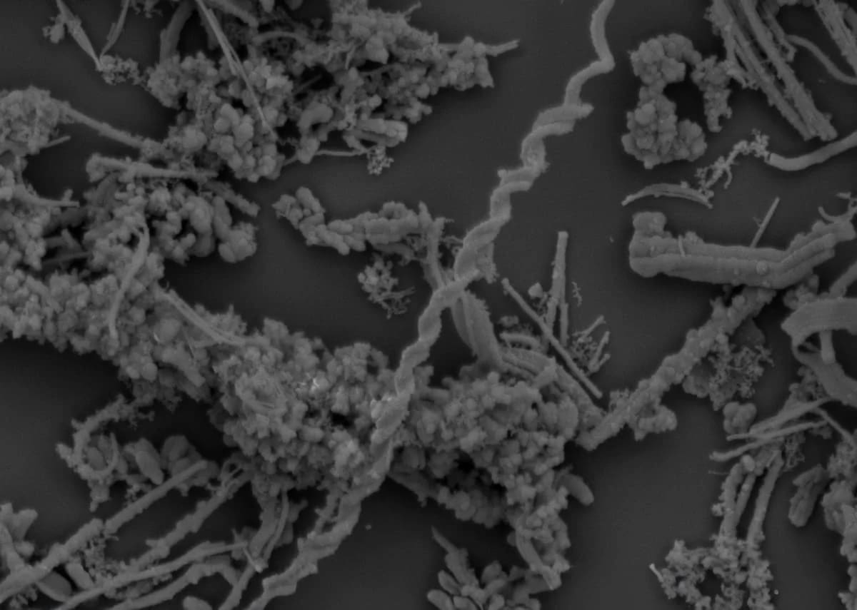 Imagen de microscopía electrónica que muestra microbios recolectados de respiraderos hidrotermales