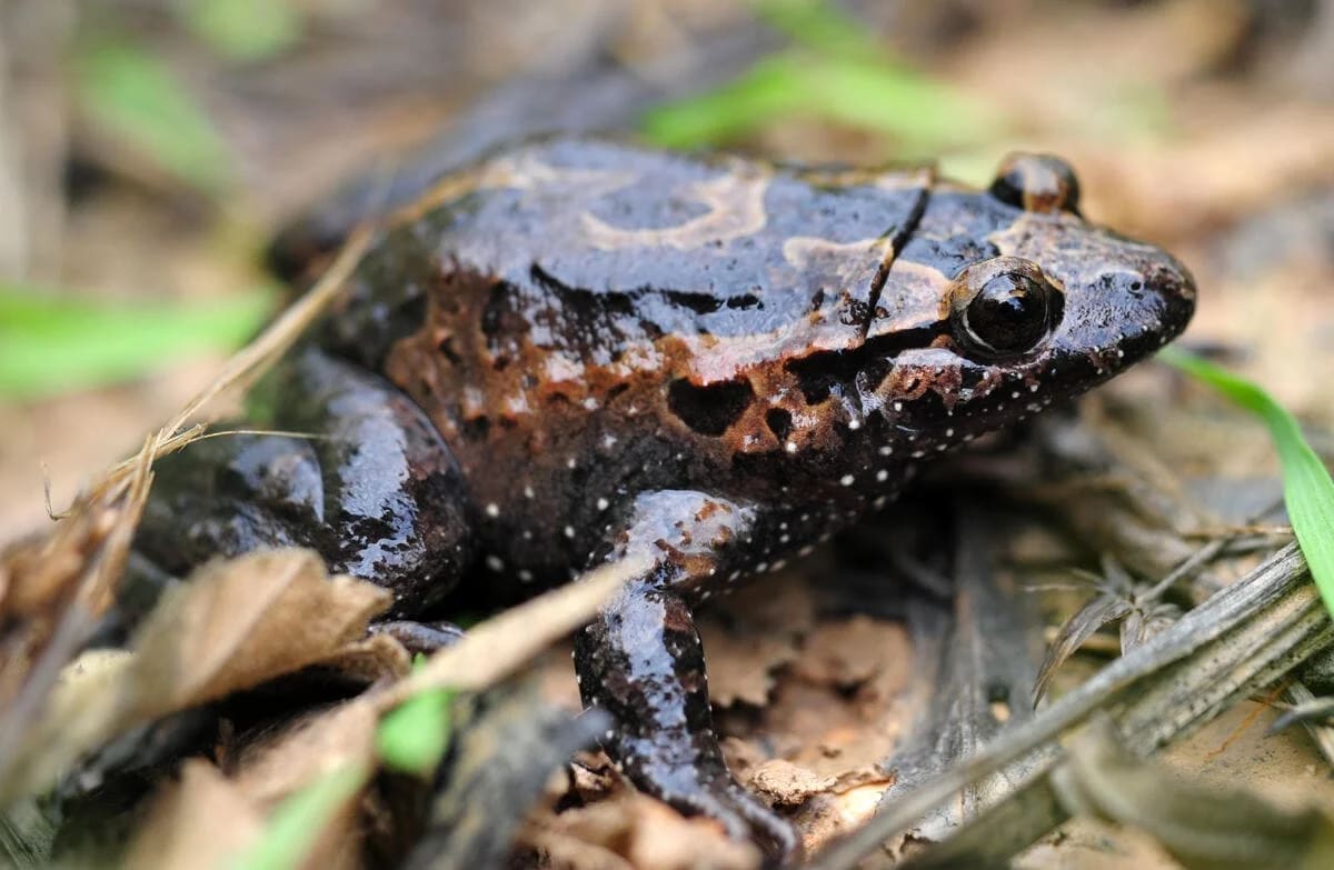 Rana pintada de Hula posada sobre vegetación húmeda, especie endémica del norte de Israel considerada en peligro crítico