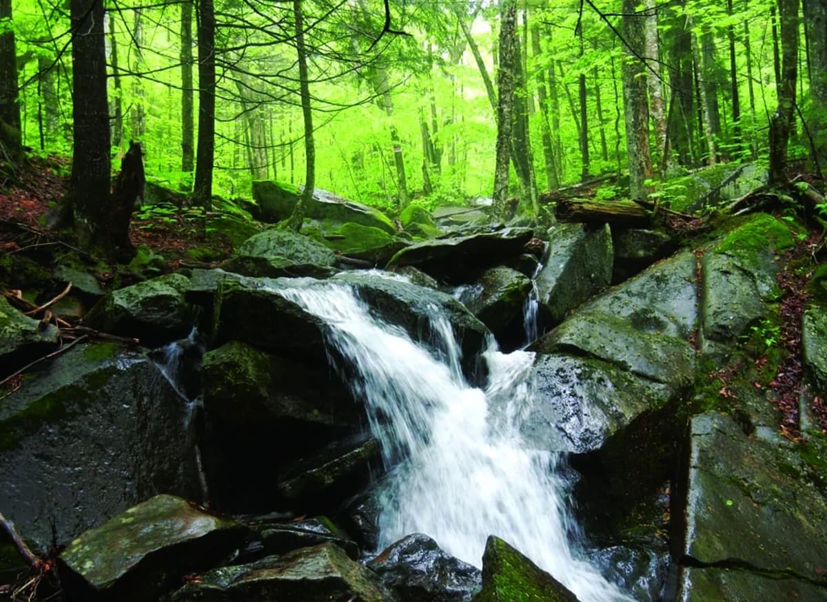 Investigador toma muestras de agua para analizar la química de los arroyos