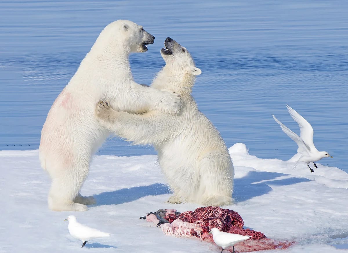 Osos polares jóvenes junto al cadáver de una foca barbuda rodeados de gaviotas marfileñas sobre el hielo ártico