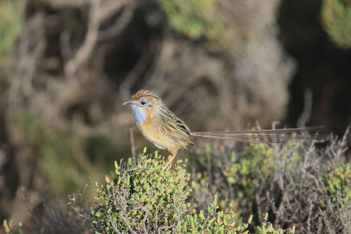 Emú sureño desplazándose por un área costera de Australia, una de las especies de aves más pequeñas del país
