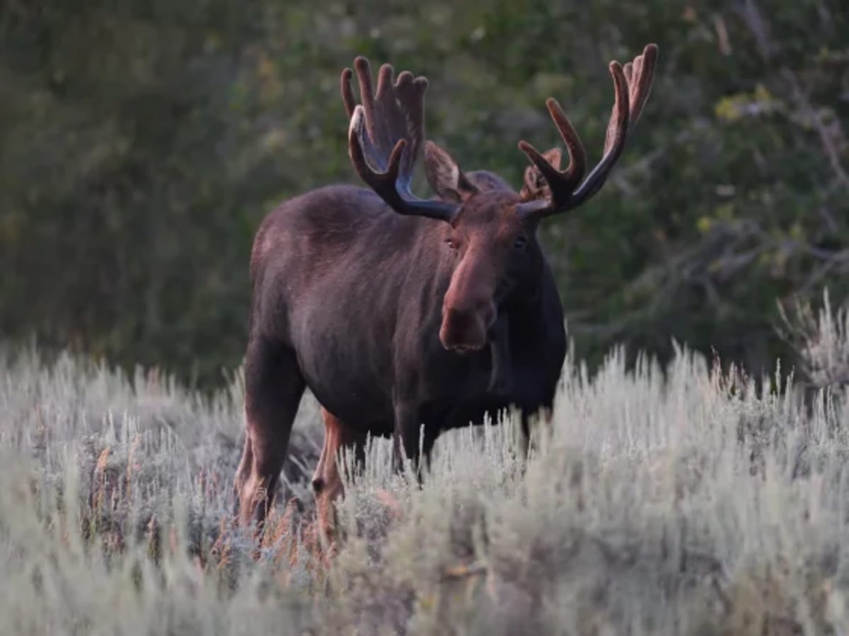 Alce adulto en una pradera del Gran Ecosistema de Yellowstone
