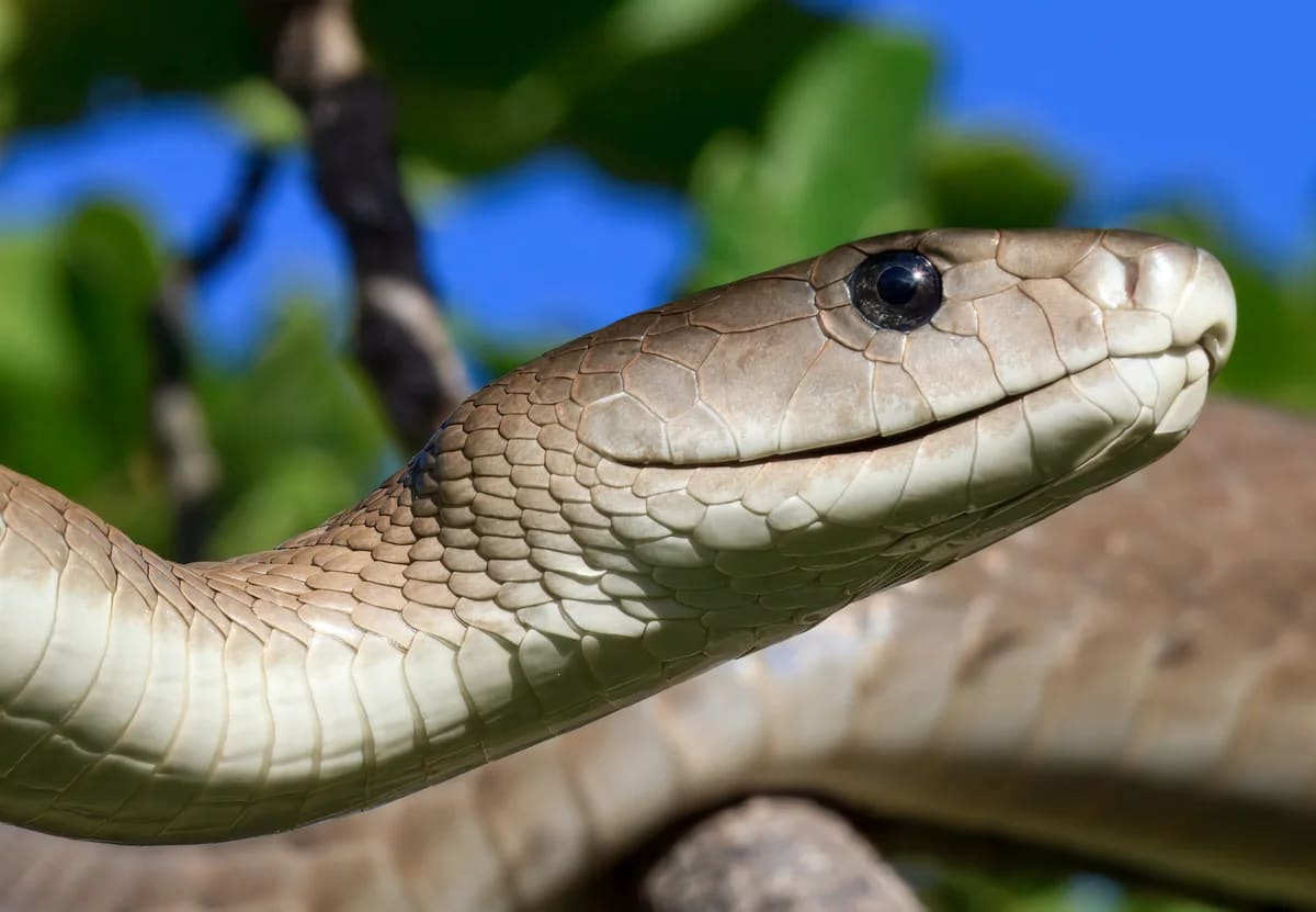 Primer plano de una mamba negra entre ramas