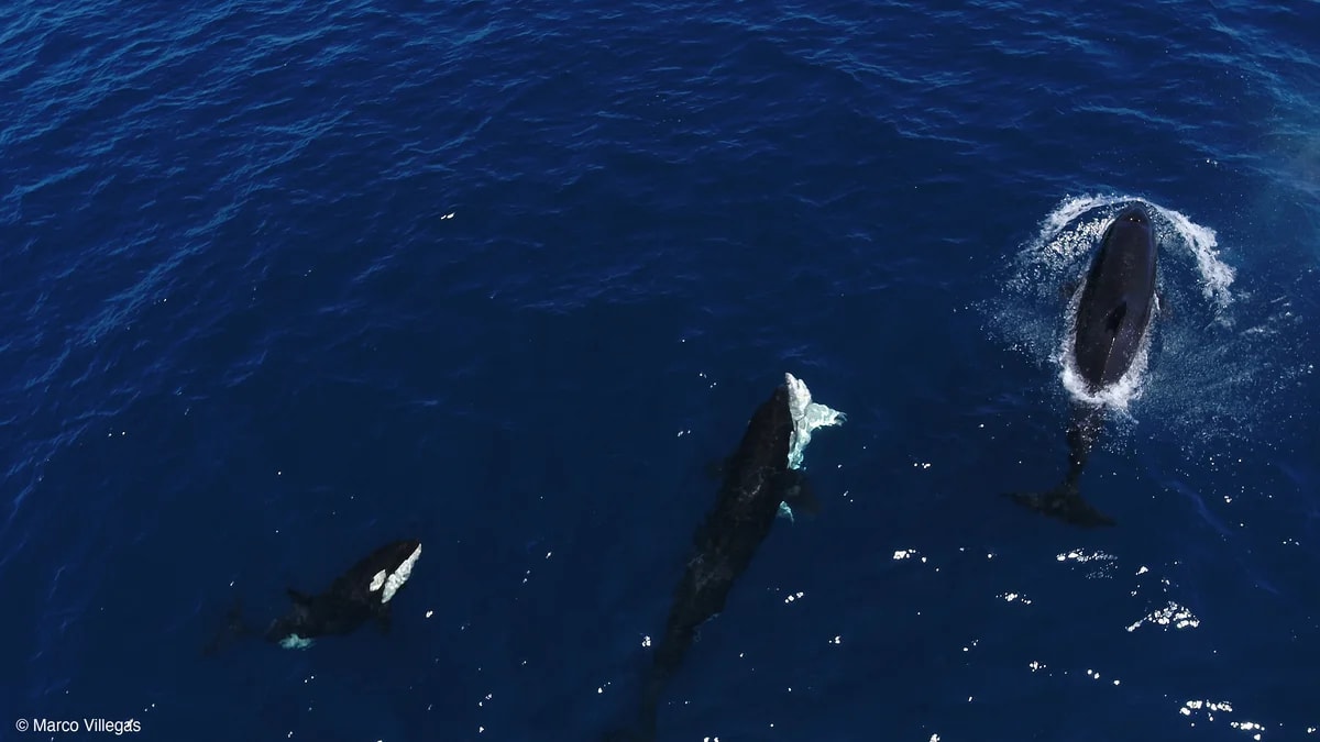 Orca cazando a un tiburón blanco en el océano