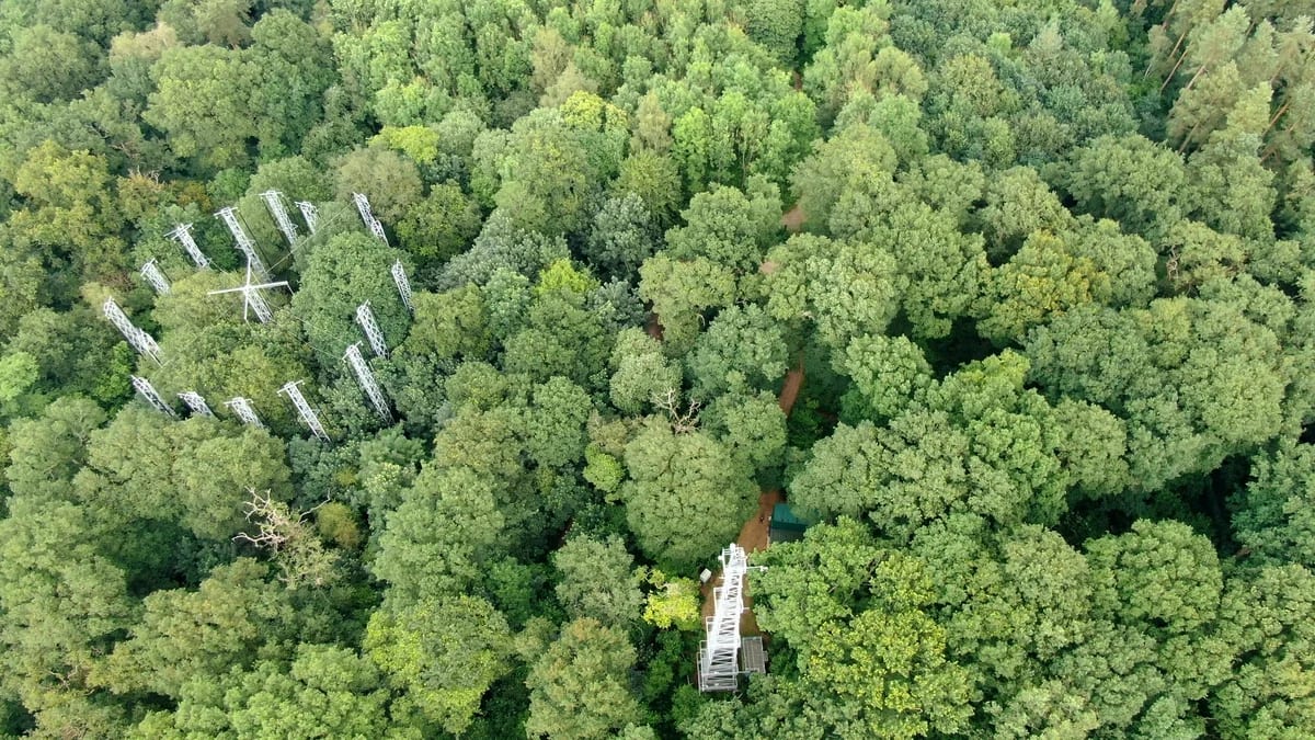 Instalaciones del experimento de enriquecimiento de CO₂ al aire libre en un bosque de Staffordshire, Inglaterra