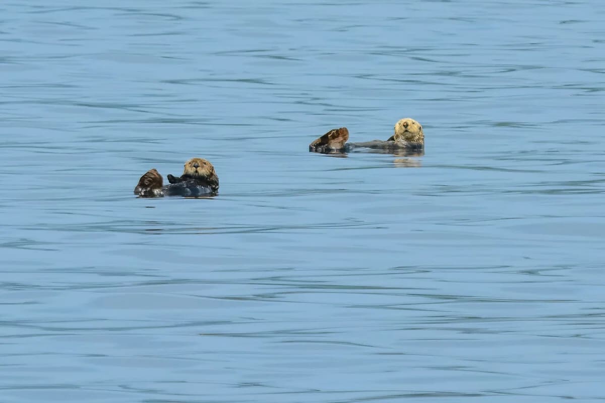 Nutria marina adulta y joven flotando en aguas del estrecho de la Reina Carlota