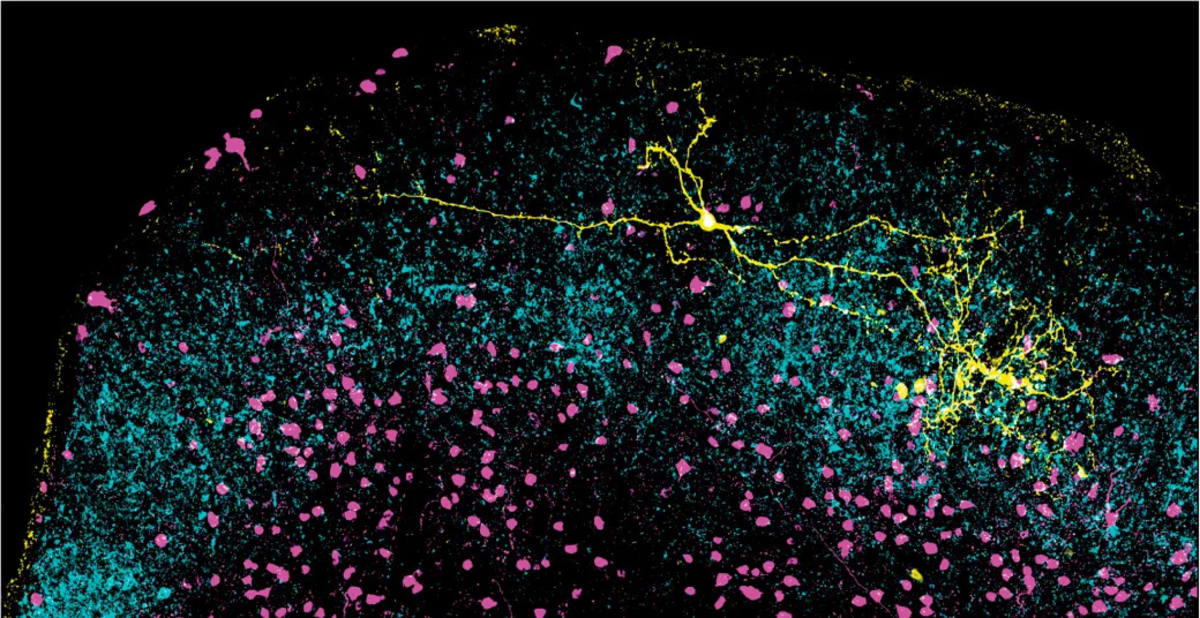 Neurona inhibitoria extendida en el colículo superior junto a terminaciones retinianas y otras neuronas