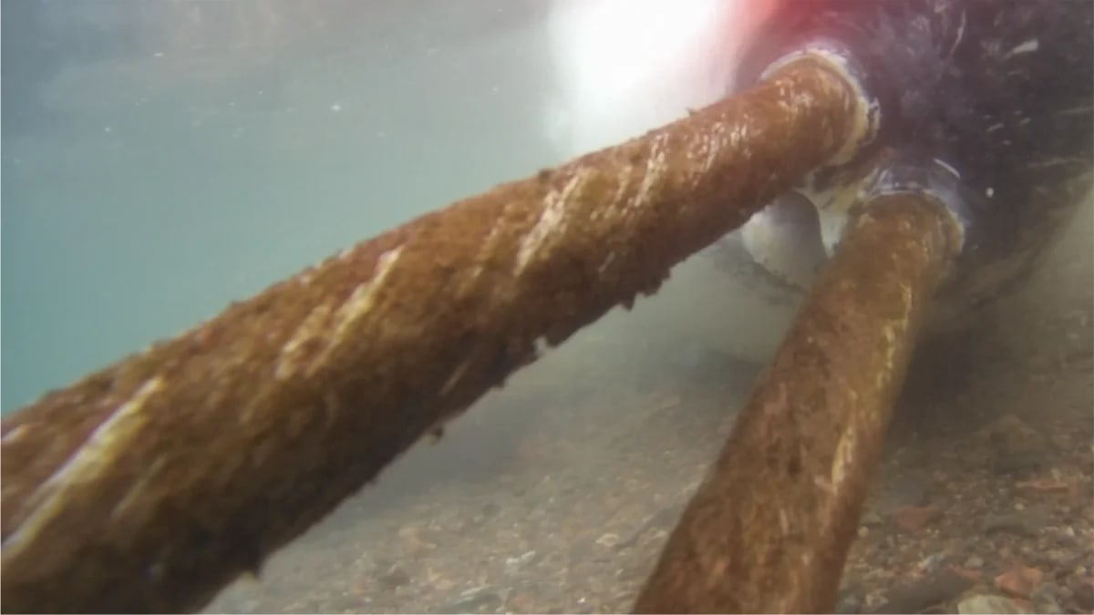 Narval de dos colmillos cazado en el fiordo de cría de Inglefield, Groenlandia, utilizado para análisis científicos