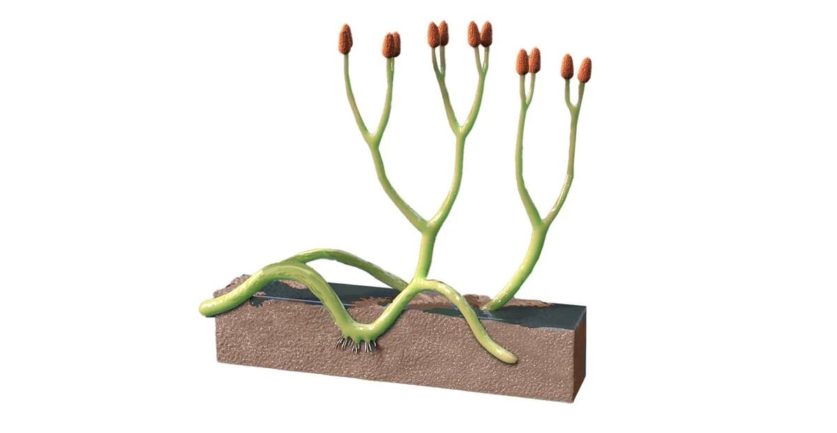 Representación artística de Aglaophyton majus