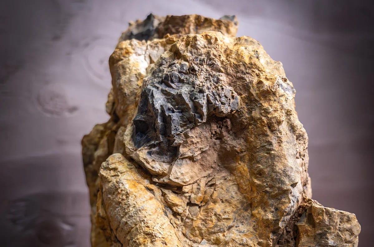 Muestra de mano de una esponja marina fosilizada utilizada en análisis paleontológicos