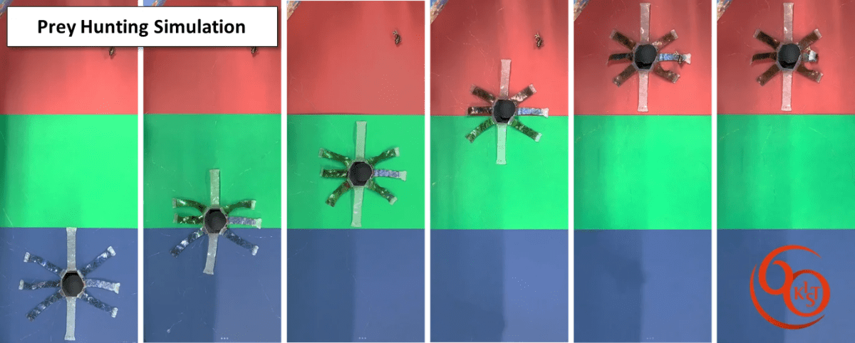 Secuencia de un OCTOID cambiando de color mientras avanza hacia una presa en una simulación de caza