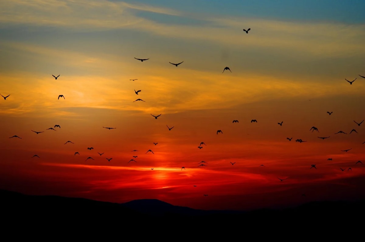 Bandada de aves volando sobre un cielo al atardecer con tonos rojos y dorados