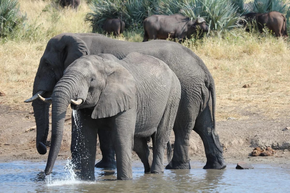 Elefantes bebiendo agua en una charca