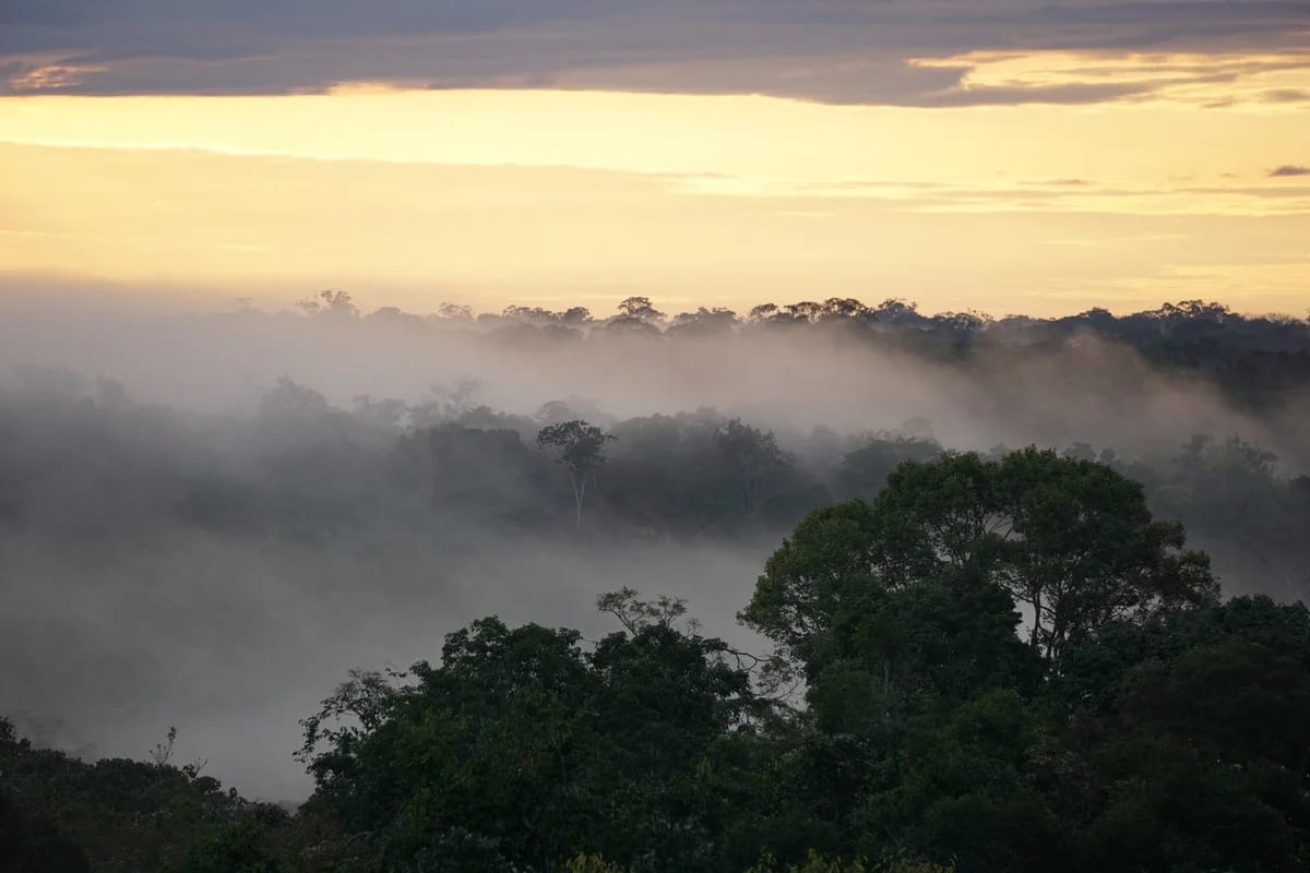 Niebla sobre un bosque amazónico afectado por sequía