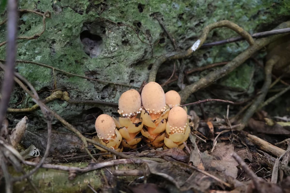 Plantas de Balanophora fungosa emergiendo del suelo del bosque