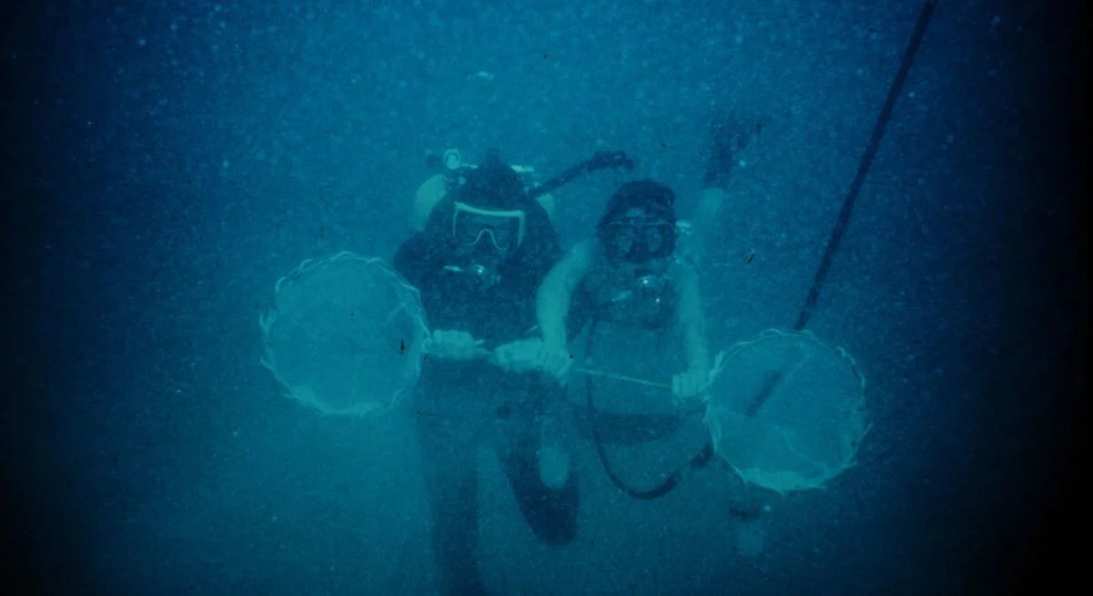 Partículas de nieve marina que transportan carbono hacia las profundidades del océano