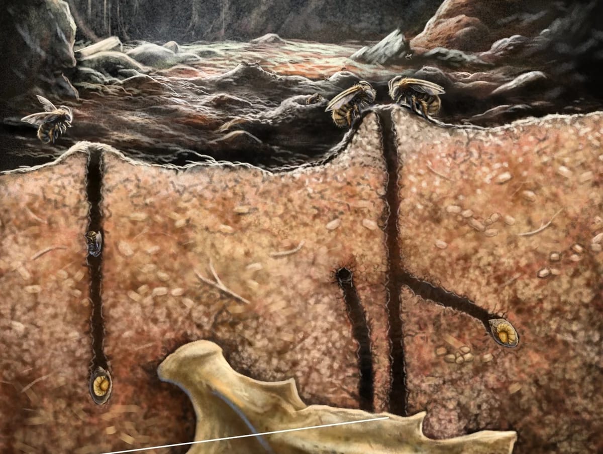 Ilustración de abejas antiguas anidando dentro de cavidades fósiles en una cueva de La Española