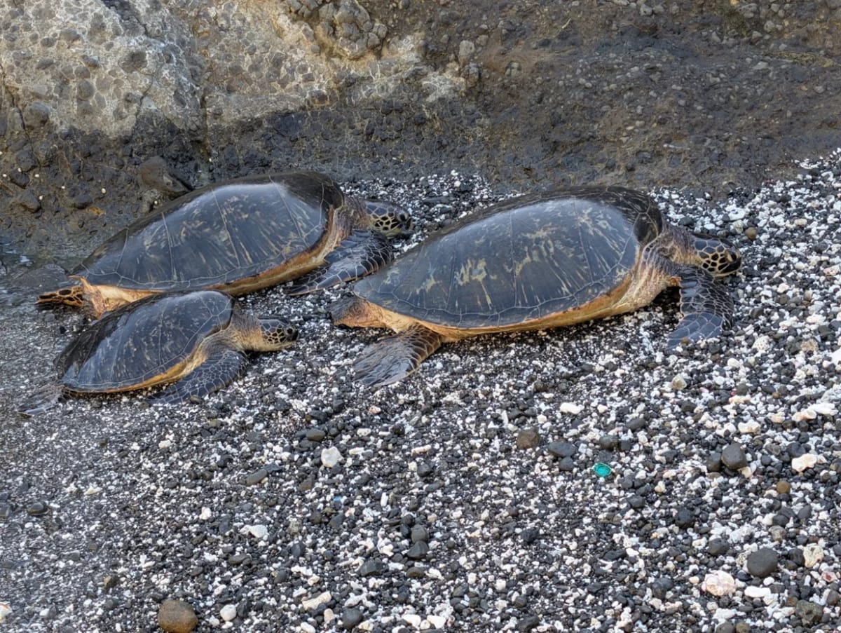 Tortuga verde (Chelonia mydas) nadando en aguas de las islas Ogasawara, Japón