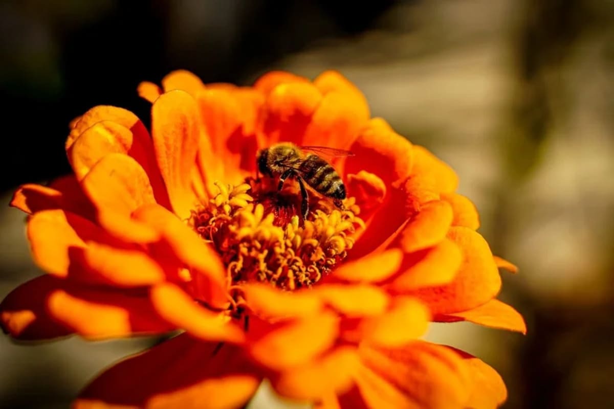 Abeja polinizando flor