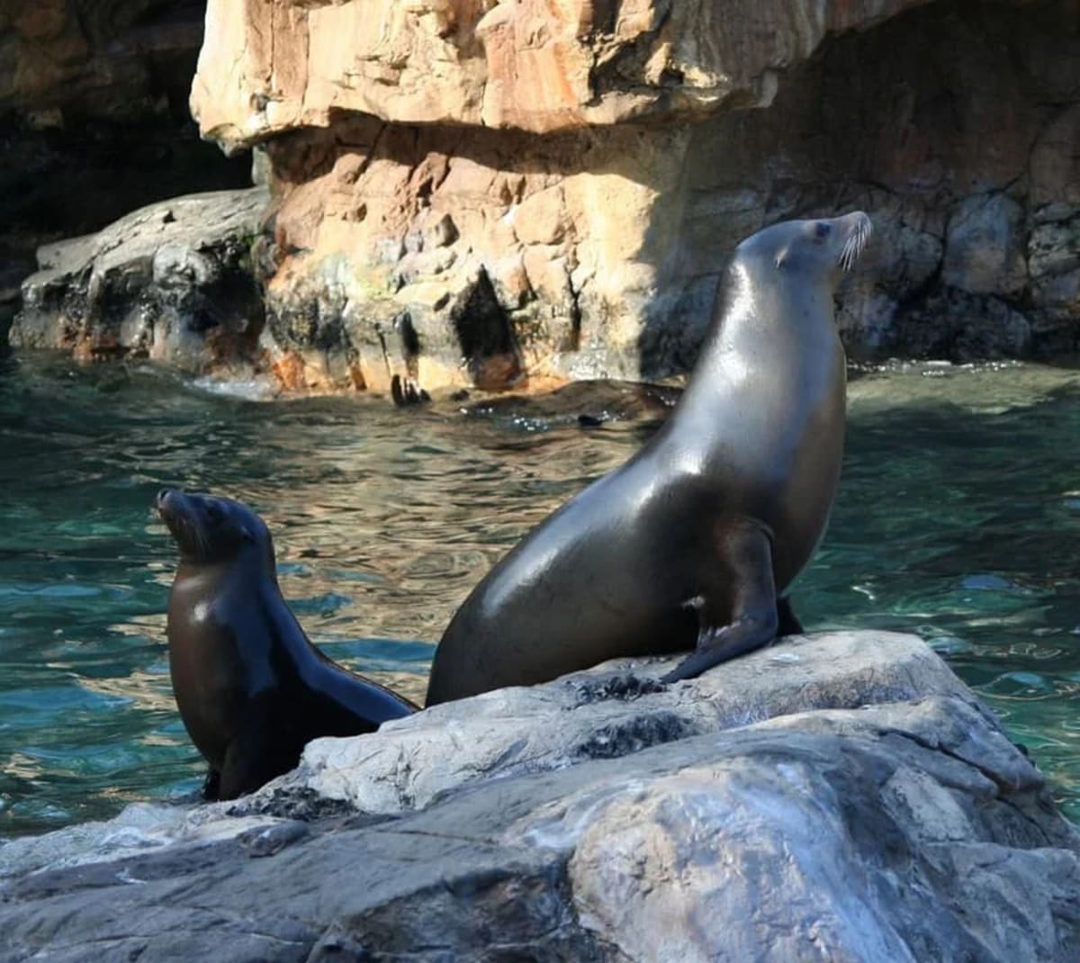 Leones marinos