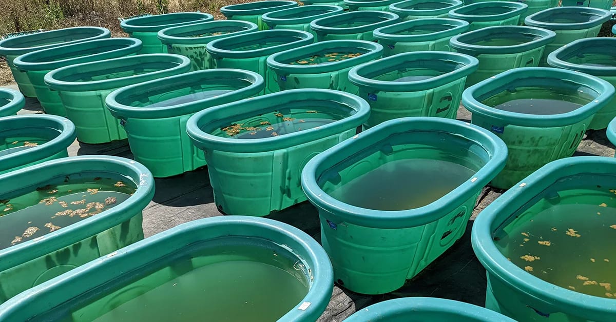 Tanques experimentales para estudiar efectos de contaminación plástica en el agua
