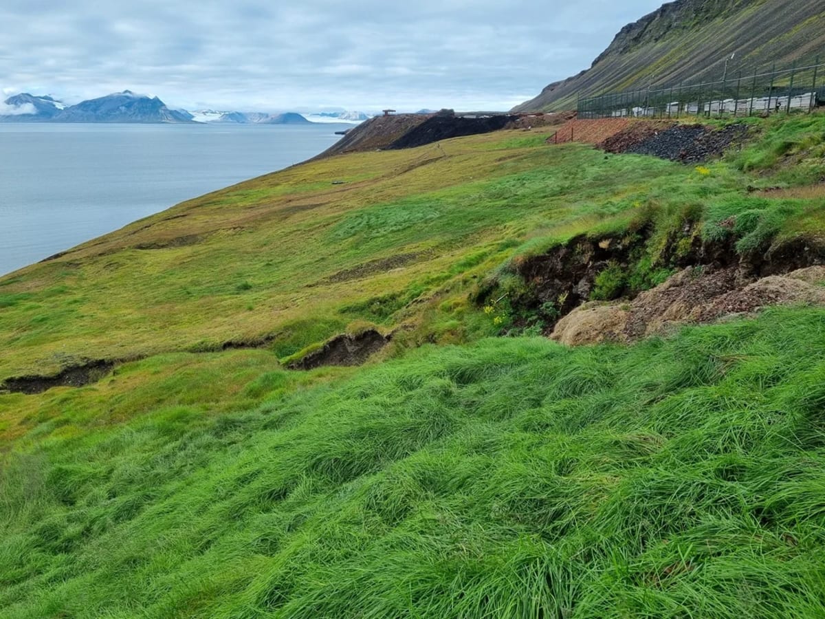 Ladera cercana a edificios agrícolas con vegetación densa en Barentsburg