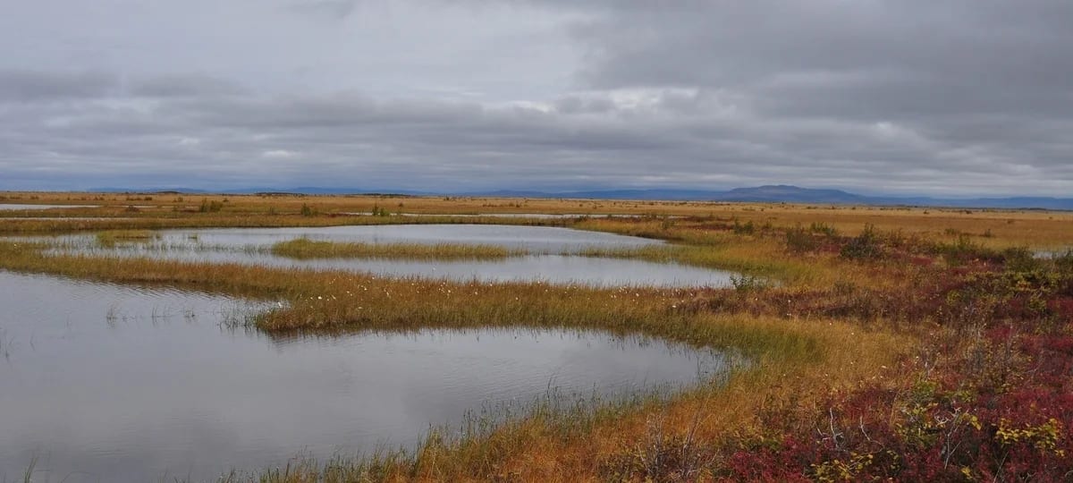 Turberas y humedales en la región subártica