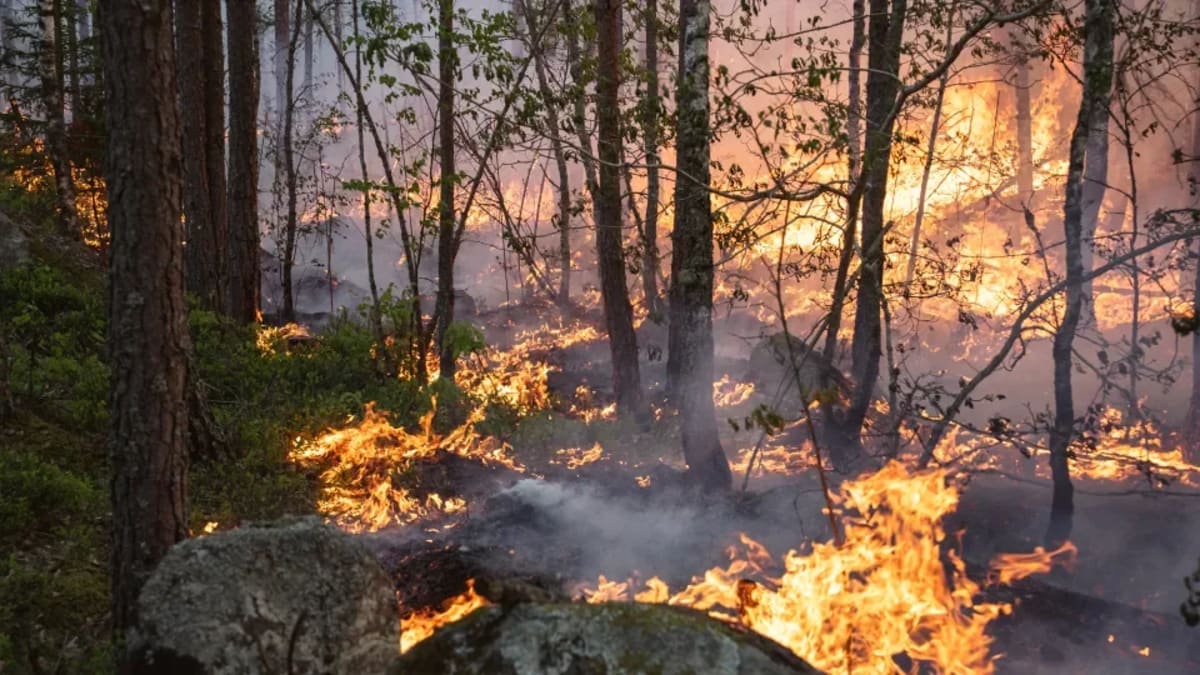 Incendio forestal activo en Suecia con columnas de humo elevándose sobre el bosque
