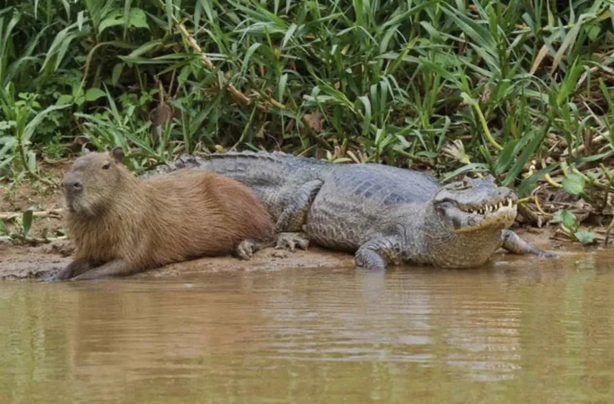 Capibara junto a un caimán descansando en la orilla del río