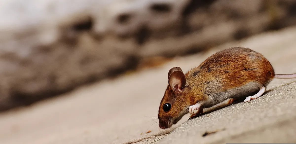 Ratón silvestre sobre superficie, posible portador de hantavirus