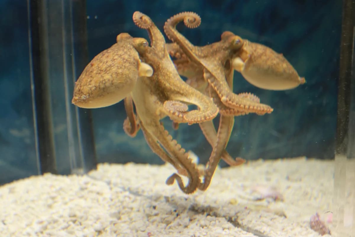 Pulpo de dos manchas de California frente a un espejo