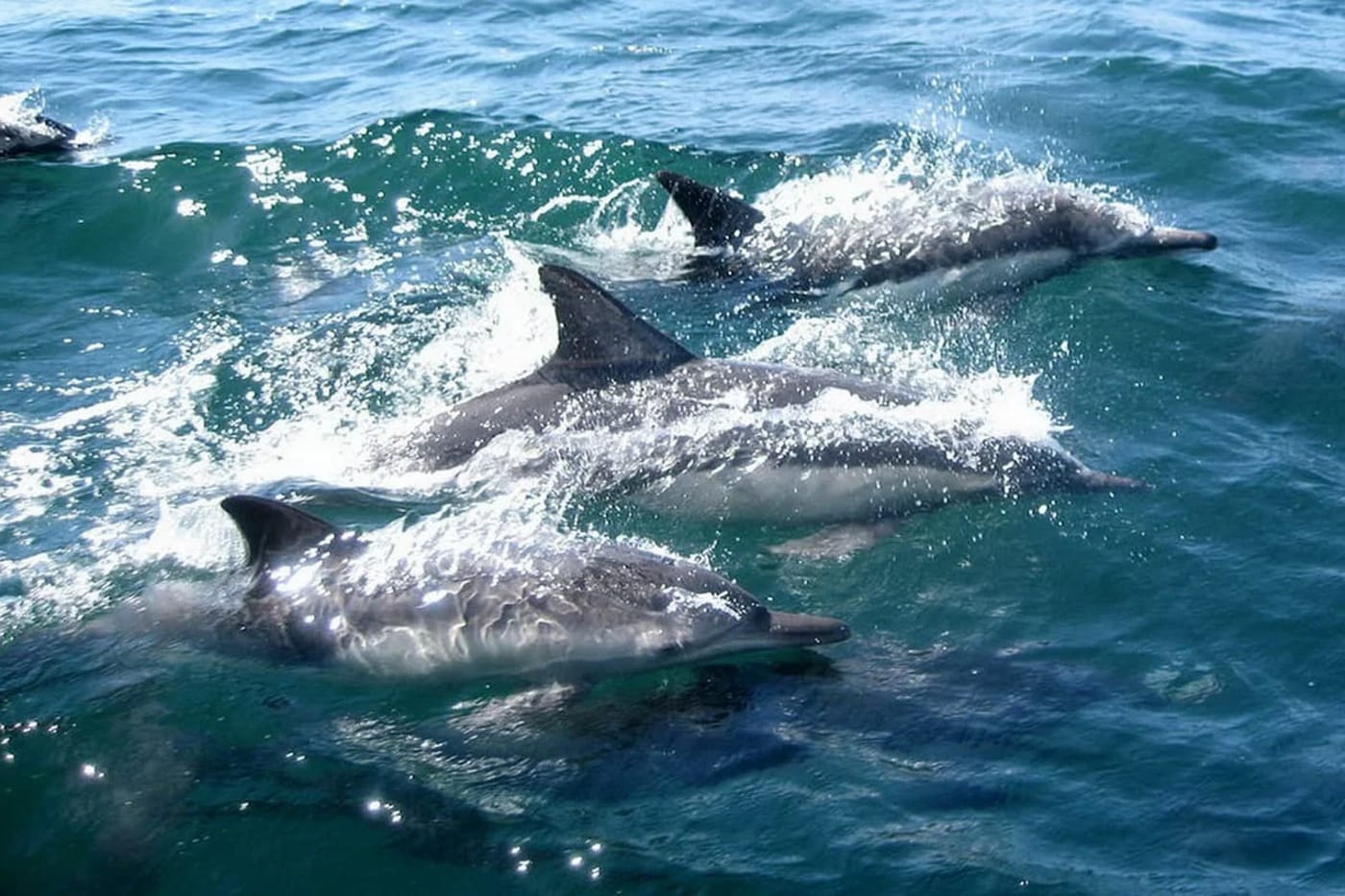 Delfines nadando en el océano, con el agua resplandeciendo bajo la luz del sol.